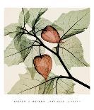 Hibiscus/Silver (small)-Steven N^ Meyers-Framed Art Print