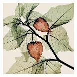 Eucalyptus Leaves-Steven N^ Meyers-Art Print
