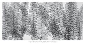Eucalyptus Leaves-Steven N^ Meyers-Art Print