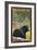 Stewart, BC - Bear in Forest-Lantern Press-Framed Art Print