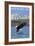 Stewart, BC - Eagle Fishing-Lantern Press-Framed Art Print