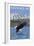 Stewart, BC - Eagle Fishing-Lantern Press-Framed Art Print