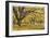 Stewart Park Walnut Trees I-Donald Paulson-Framed Giclee Print