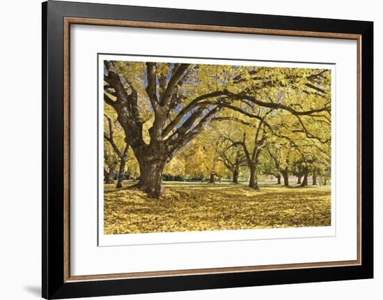 Stewart Park Walnut Trees I-Donald Paulson-Framed Giclee Print