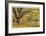 Stewart Park Walnut Trees I-Donald Paulson-Framed Giclee Print