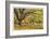 Stewart Park Walnut Trees I-Donald Paulson-Framed Giclee Print