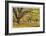 Stewart Park Walnut Trees I-Donald Paulson-Framed Giclee Print