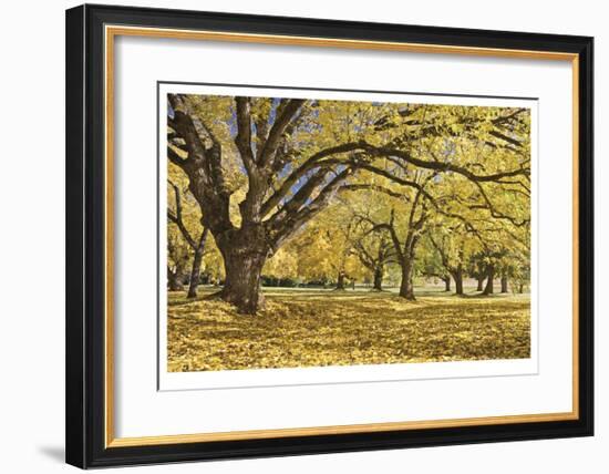 Stewart Park Walnut Trees I-Donald Paulson-Framed Giclee Print