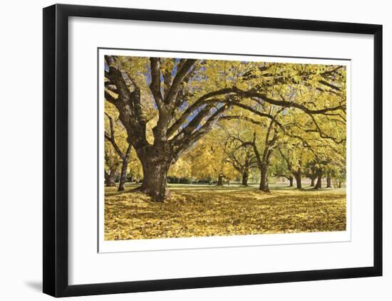 Stewart Park Walnut Trees I-Donald Paulson-Framed Giclee Print