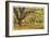 Stewart Park Walnut Trees I-Donald Paulson-Framed Giclee Print