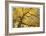 Stewart Park Walnut Trees II-Donald Paulson-Framed Giclee Print
