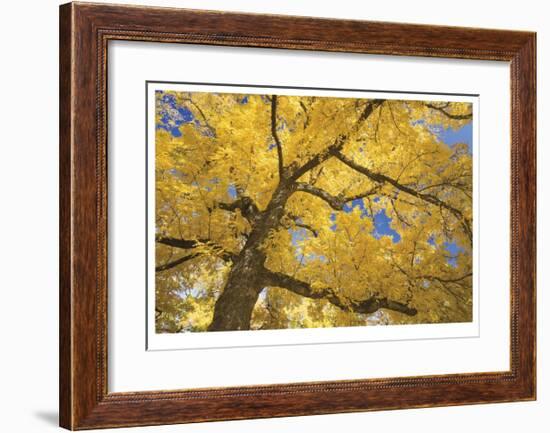 Stewart Park Walnut Trees II-Donald Paulson-Framed Giclee Print