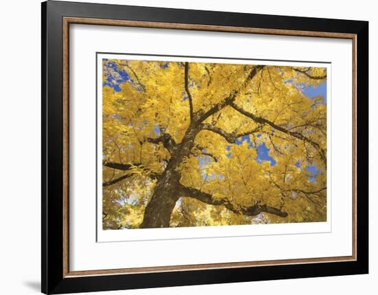 Stewart Park Walnut Trees II-Donald Paulson-Framed Giclee Print