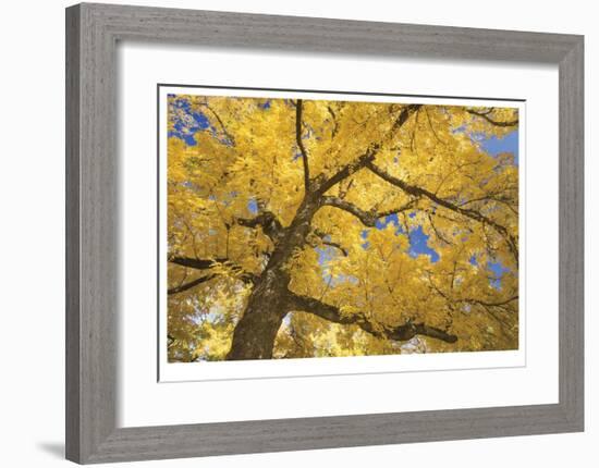 Stewart Park Walnut Trees II-Donald Paulson-Framed Giclee Print
