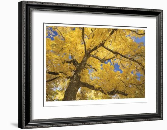 Stewart Park Walnut Trees II-Donald Paulson-Framed Giclee Print