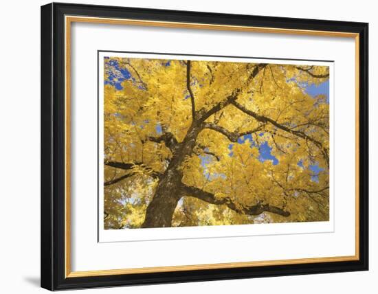 Stewart Park Walnut Trees II-Donald Paulson-Framed Giclee Print