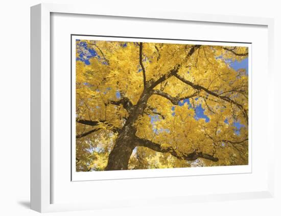 Stewart Park Walnut Trees II-Donald Paulson-Framed Giclee Print