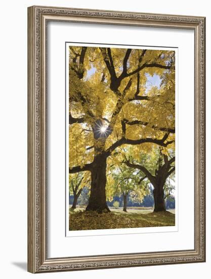 Stewart Park Walnut Trees III-Donald Paulson-Framed Giclee Print