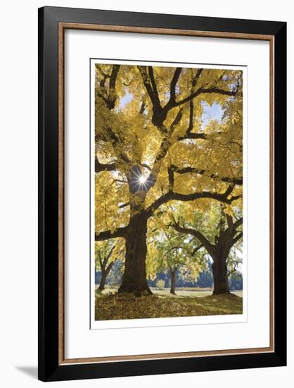 Stewart Park Walnut Trees III-Donald Paulson-Framed Giclee Print