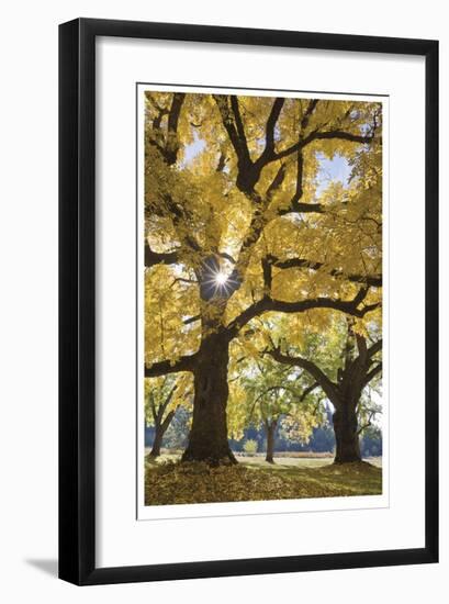 Stewart Park Walnut Trees III-Donald Paulson-Framed Giclee Print