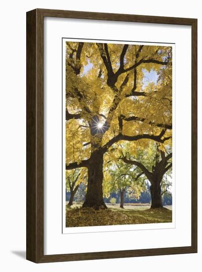 Stewart Park Walnut Trees III-Donald Paulson-Framed Giclee Print