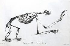 1812 Hippopotamus Skeleton by Cuvier-Stewart Stewart-Framed Photographic Print