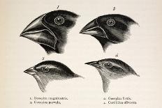 Darwin's Galapagos Finches-Stewart Stewart-Framed Photographic Print
