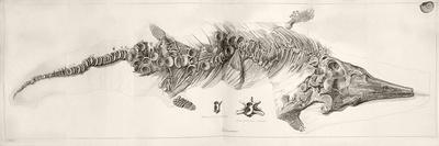 Ichthyosaur Skeleton Engraving 1819 Home-Stewart Stewart-Framed Photographic Print