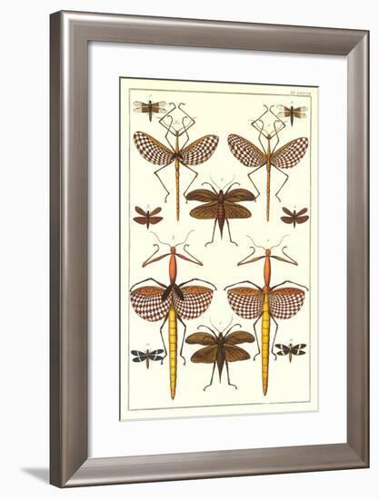 Stick Bugs and Moths-null-Framed Art Print