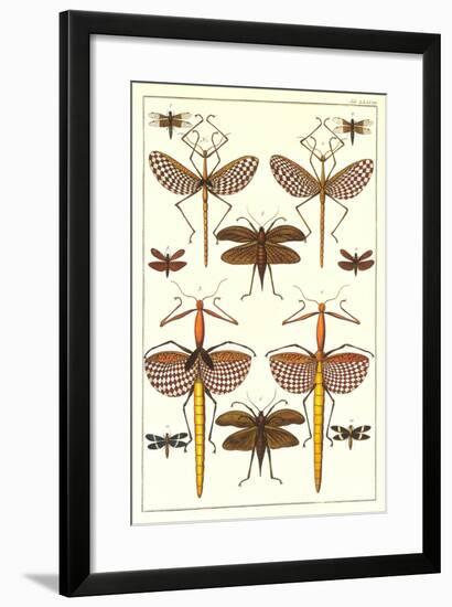 Stick Bugs and Moths-null-Framed Art Print