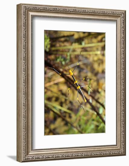 Stick Insect, Black-Yellow, Female, from Below-Harald Kroiss-Framed Photographic Print