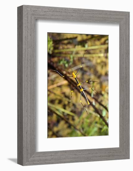 Stick Insect, Black-Yellow, Female, from Below-Harald Kroiss-Framed Photographic Print