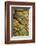 Stick Insect, Black-Yellow, Female, from Below-Harald Kroiss-Framed Photographic Print