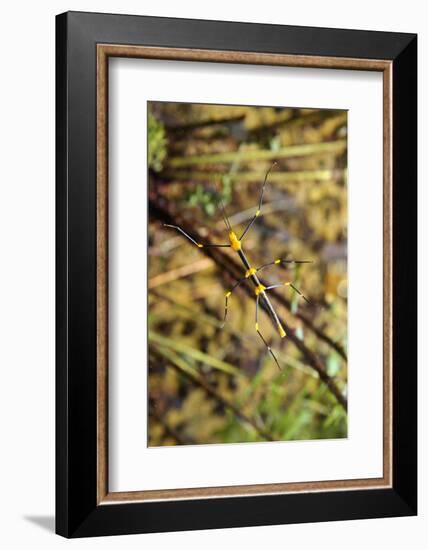 Stick Insect, Black-Yellow, Female, from Below-Harald Kroiss-Framed Photographic Print