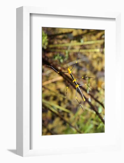 Stick Insect, Black-Yellow, Female, from Below-Harald Kroiss-Framed Photographic Print