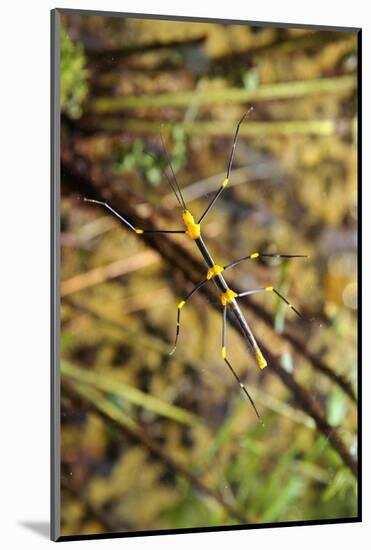 Stick Insect, Black-Yellow, Female, from Below-Harald Kroiss-Mounted Photographic Print