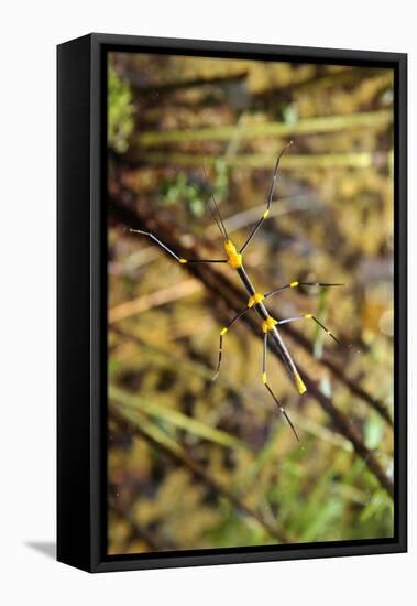 Stick Insect, Black-Yellow, Female, from Below-Harald Kroiss-Framed Premier Image Canvas