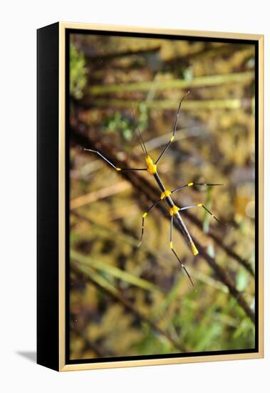 Stick Insect, Black-Yellow, Female, from Below-Harald Kroiss-Framed Premier Image Canvas