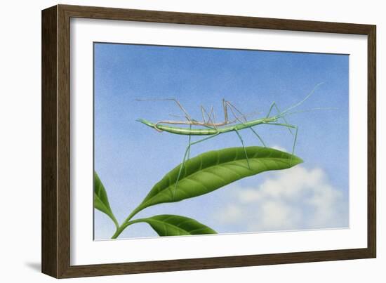 Stick Insect Mating, Artwork by Terry Pastor-null-Framed Giclee Print