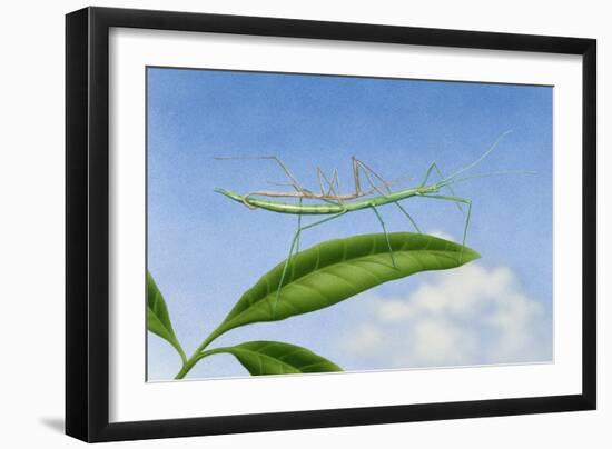 Stick Insect Mating, Artwork by Terry Pastor-null-Framed Giclee Print