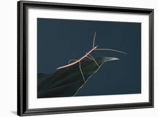 Stick Insect on Leaf-DLILLC-Framed Photographic Print