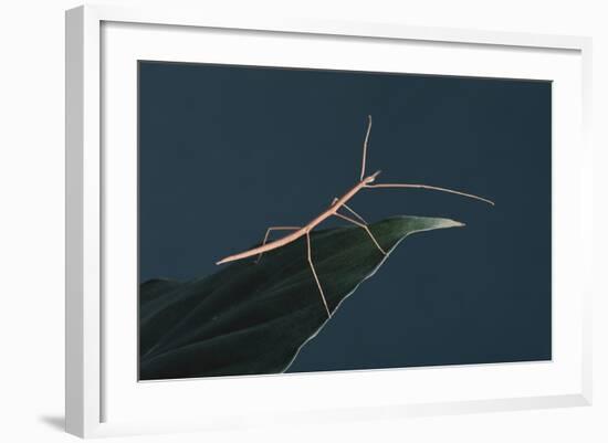 Stick Insect on Leaf-DLILLC-Framed Photographic Print