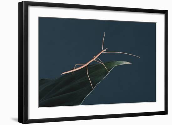 Stick Insect on Leaf-DLILLC-Framed Photographic Print