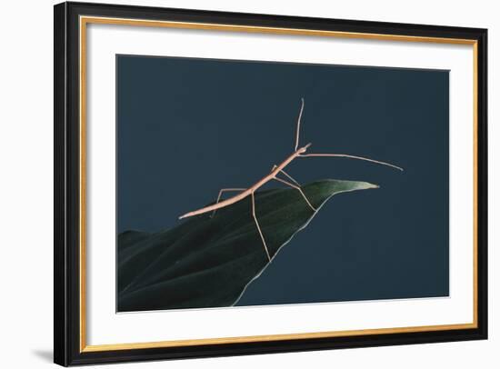 Stick Insect on Leaf-DLILLC-Framed Photographic Print