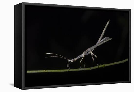 Stick Insect (Phasmatodea) (Walking Stick Insect), Boca Tapada, Alajuela Province, Costa Rica-Matthew Williams-Ellis-Framed Premier Image Canvas