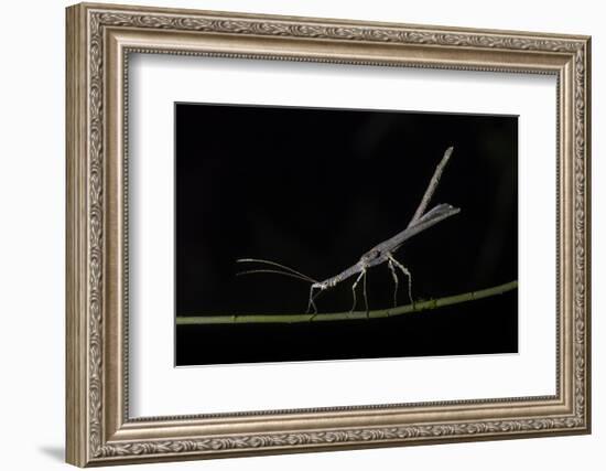 Stick Insect (Phasmatodea) (Walking Stick Insect), Boca Tapada, Alajuela Province, Costa Rica-Matthew Williams-Ellis-Framed Photographic Print