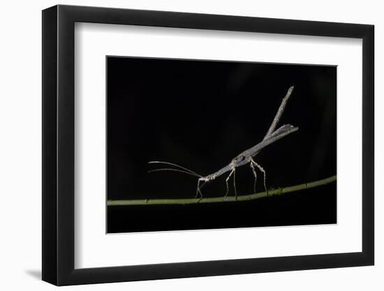 Stick Insect (Phasmatodea) (Walking Stick Insect), Boca Tapada, Alajuela Province, Costa Rica-Matthew Williams-Ellis-Framed Photographic Print