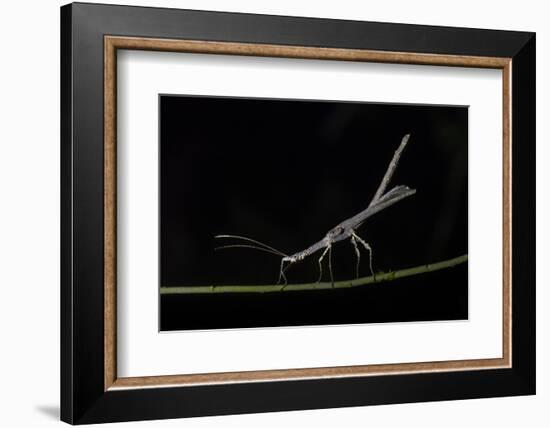 Stick Insect (Phasmatodea) (Walking Stick Insect), Boca Tapada, Alajuela Province, Costa Rica-Matthew Williams-Ellis-Framed Photographic Print