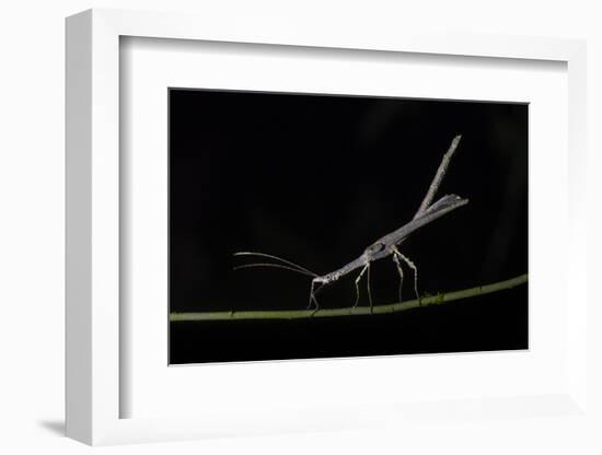 Stick Insect (Phasmatodea) (Walking Stick Insect), Boca Tapada, Alajuela Province, Costa Rica-Matthew Williams-Ellis-Framed Photographic Print