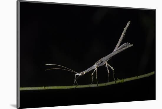 Stick Insect (Phasmatodea) (Walking Stick Insect), Boca Tapada, Alajuela Province, Costa Rica-Matthew Williams-Ellis-Mounted Photographic Print